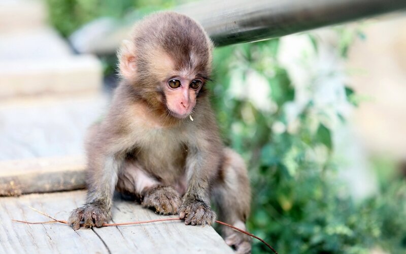 Baby monkey on wooden surface