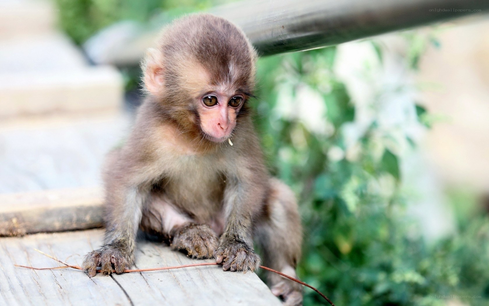 Baby monkey on wooden surface
