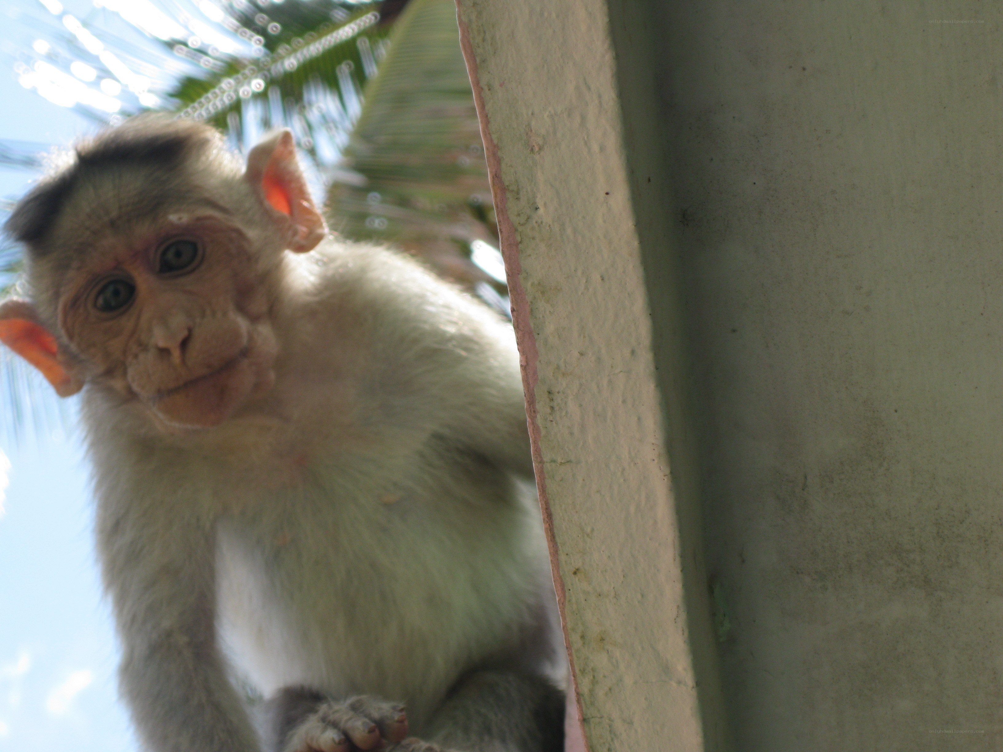 Baby monkey peeking around corner