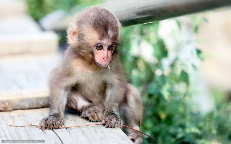 Baby Monkey Sitting — Brown