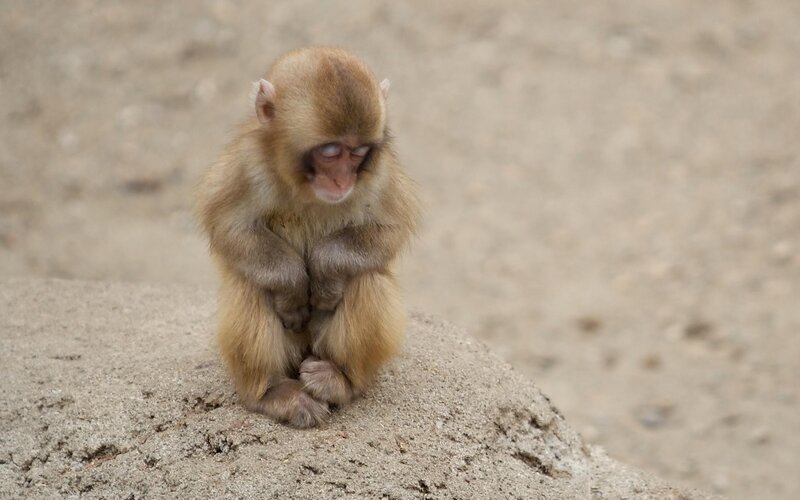 Baby monkey sitting on rock