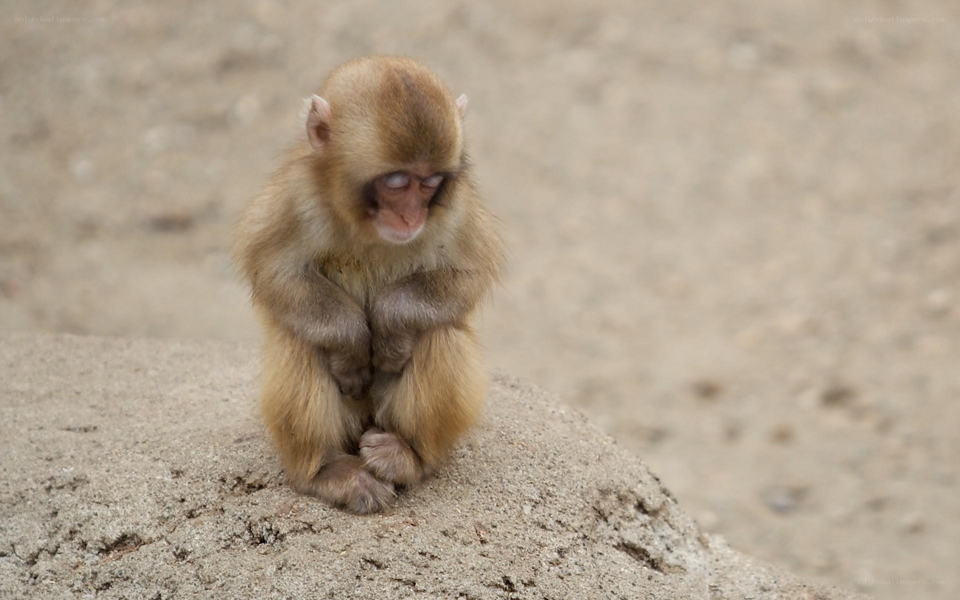 Baby monkey sitting on rock