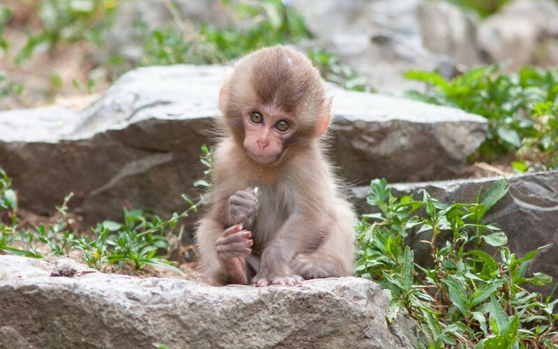 Baby Monkey Sitting