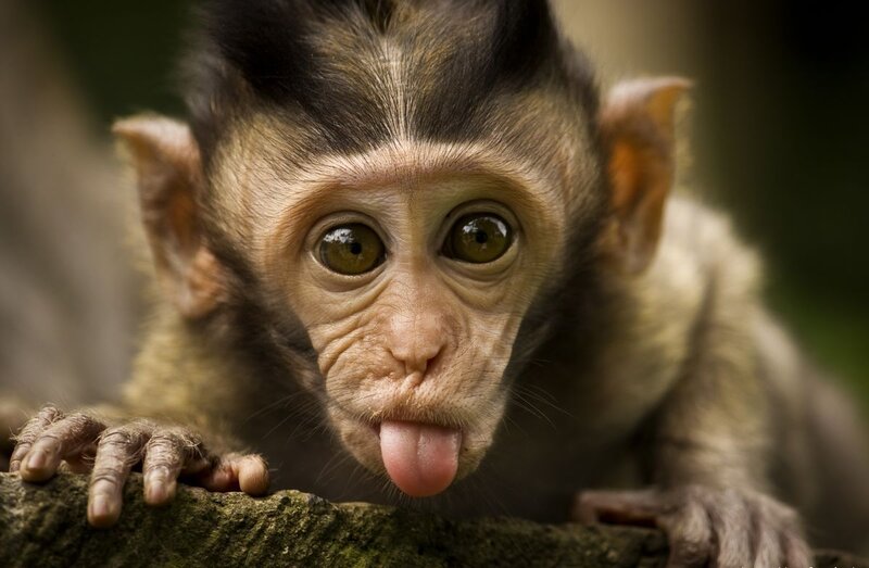 Baby Monkey Sticking Out Tongue — Brown