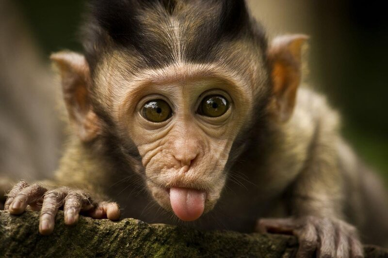 Baby monkey sticking out tongue