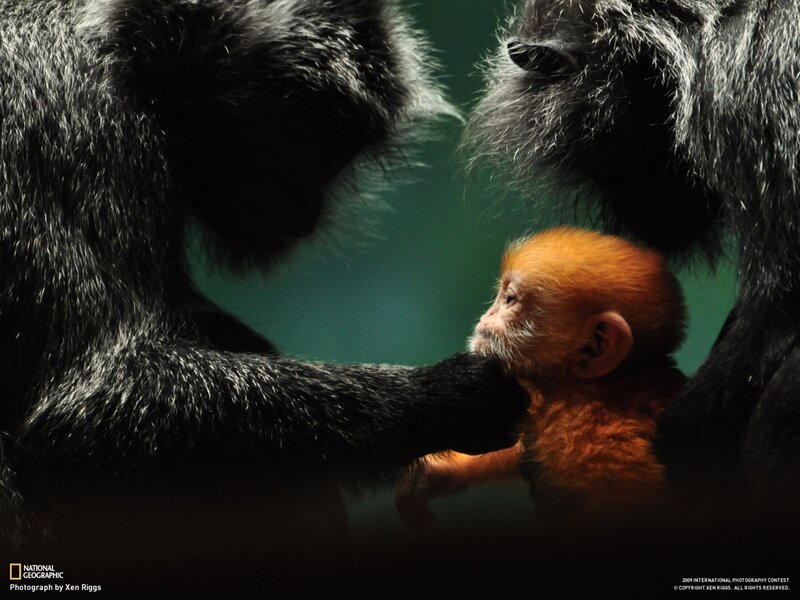 Baby Monkey with Adults — Black, Dramatic, Photograph, Monkeys