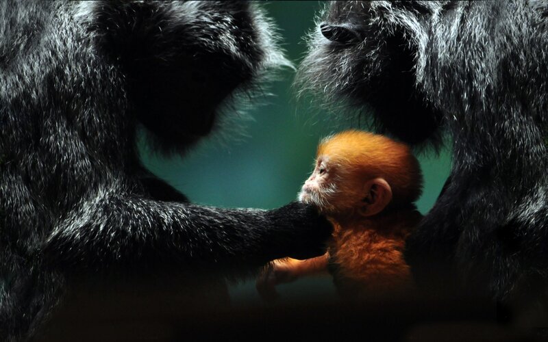 Baby Monkey with Adults — Black