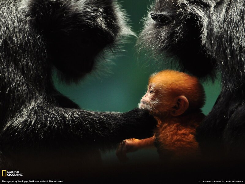 Baby monkey with parents