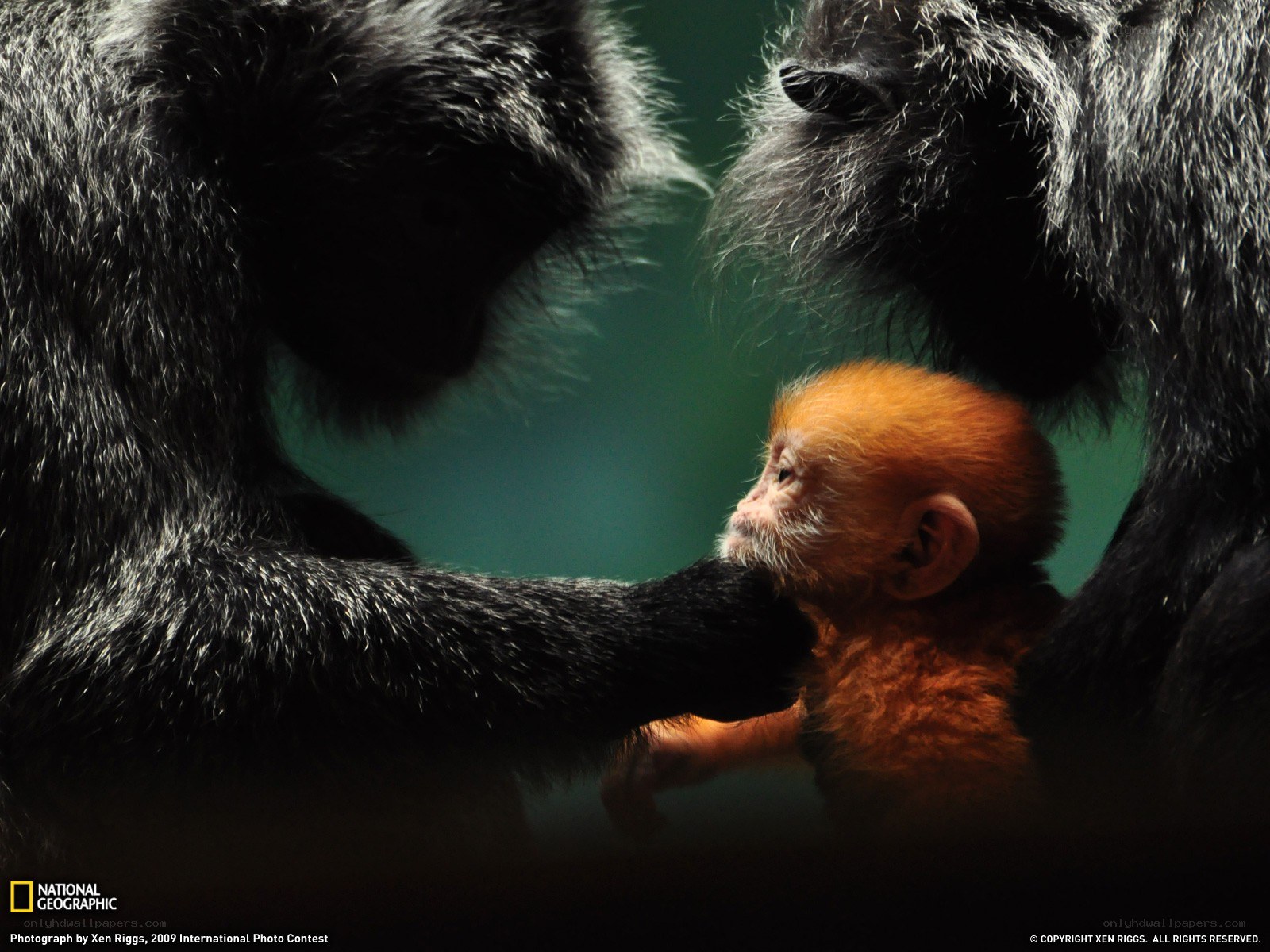 Baby monkey with parents