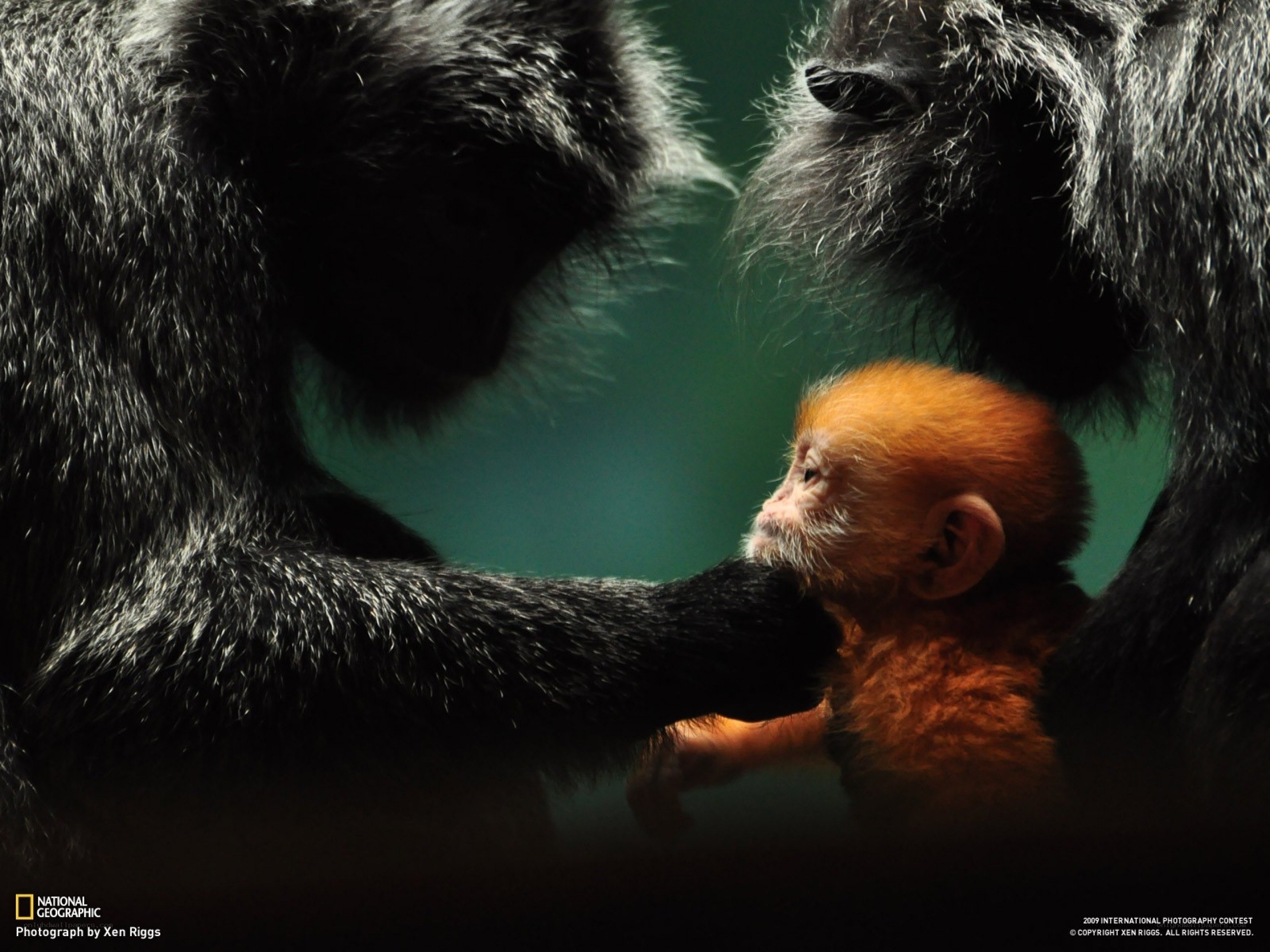 Baby monkey with parents