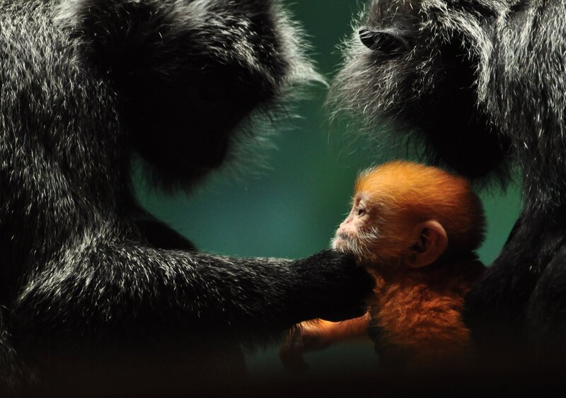 Baby monkey with parents