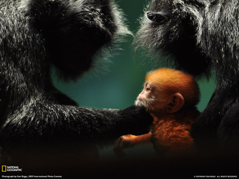Baby Monkey with Parents — Black
