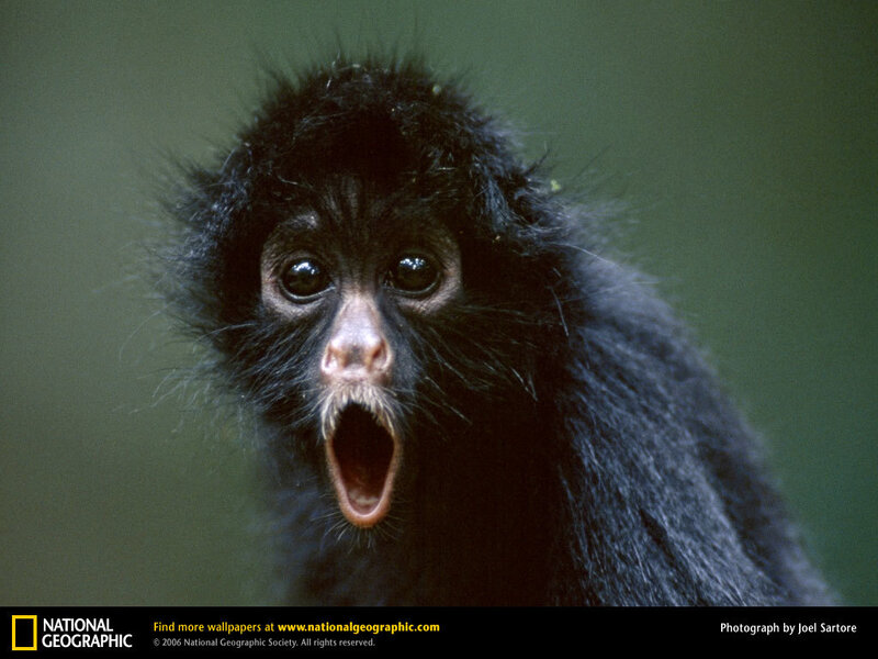 Baby monkey yawning