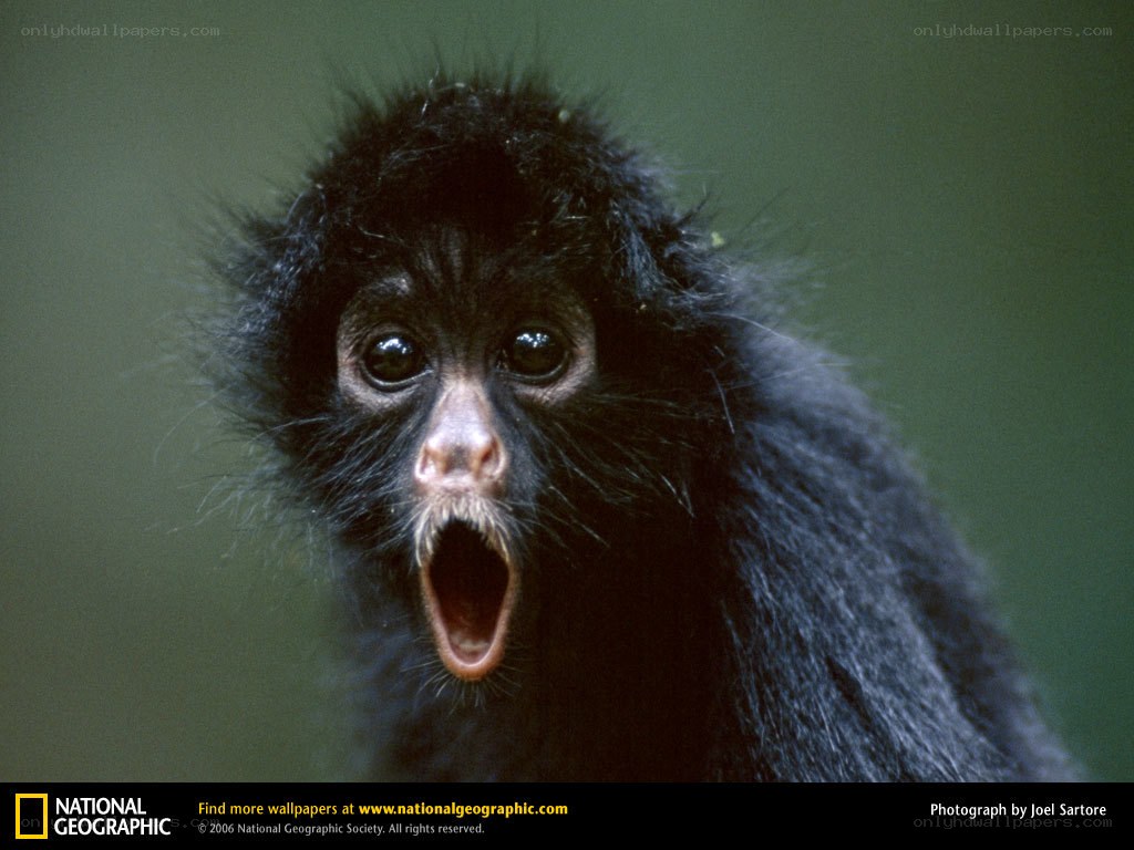Baby monkey yawning
