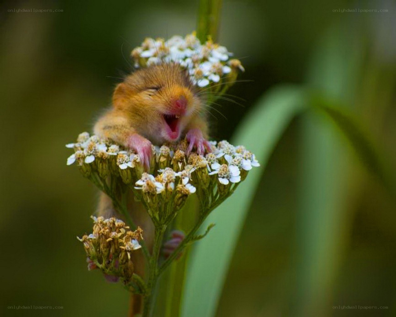 Baby mouse on flowers