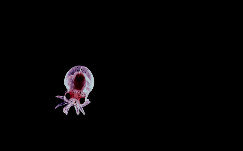 Baby octopus in dark water