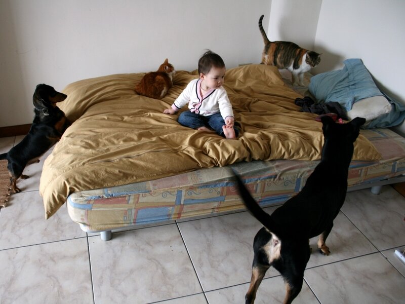 Baby on Bed with Pets