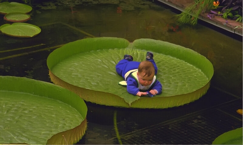 Baby on giant lily pad