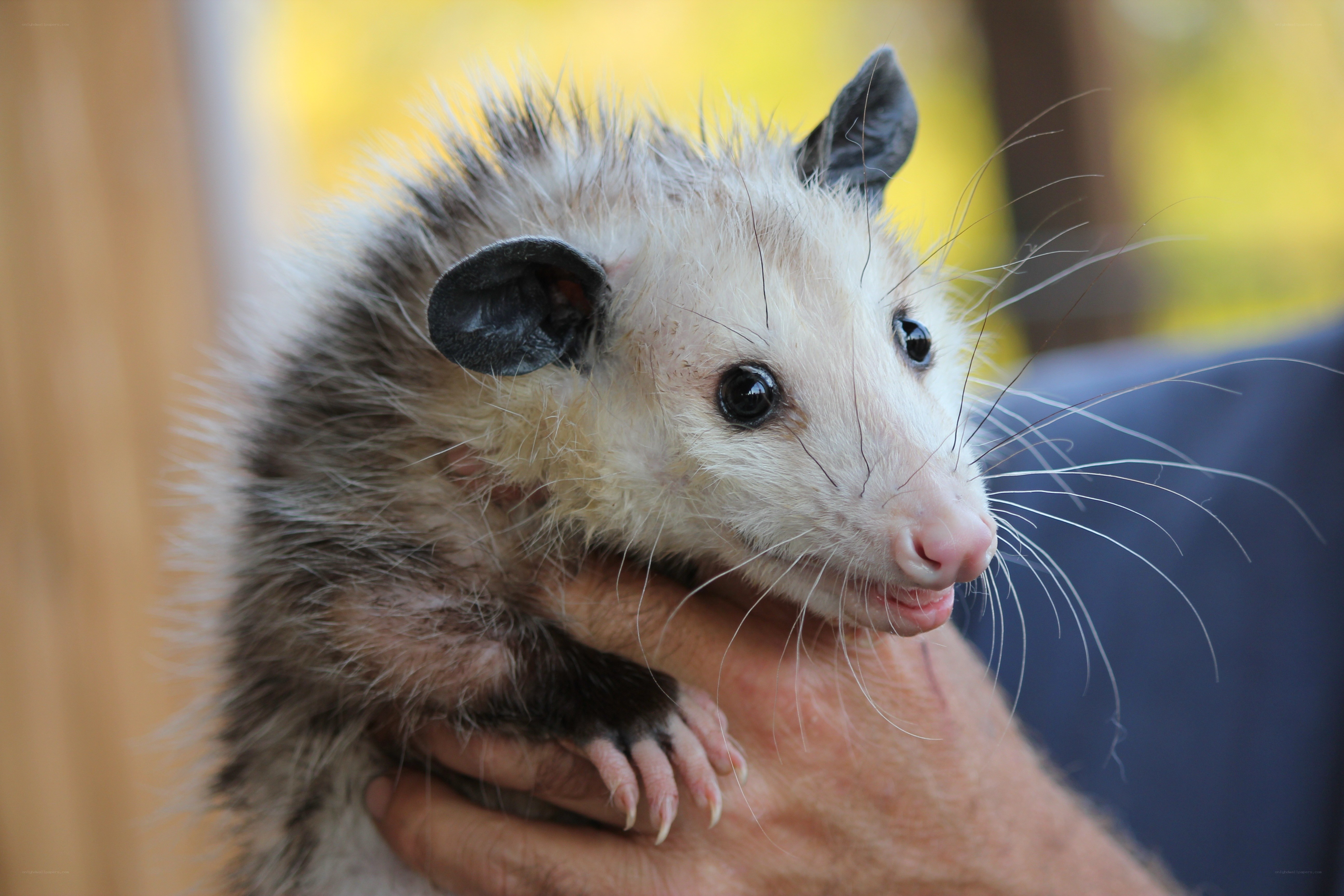 Baby opossum being held