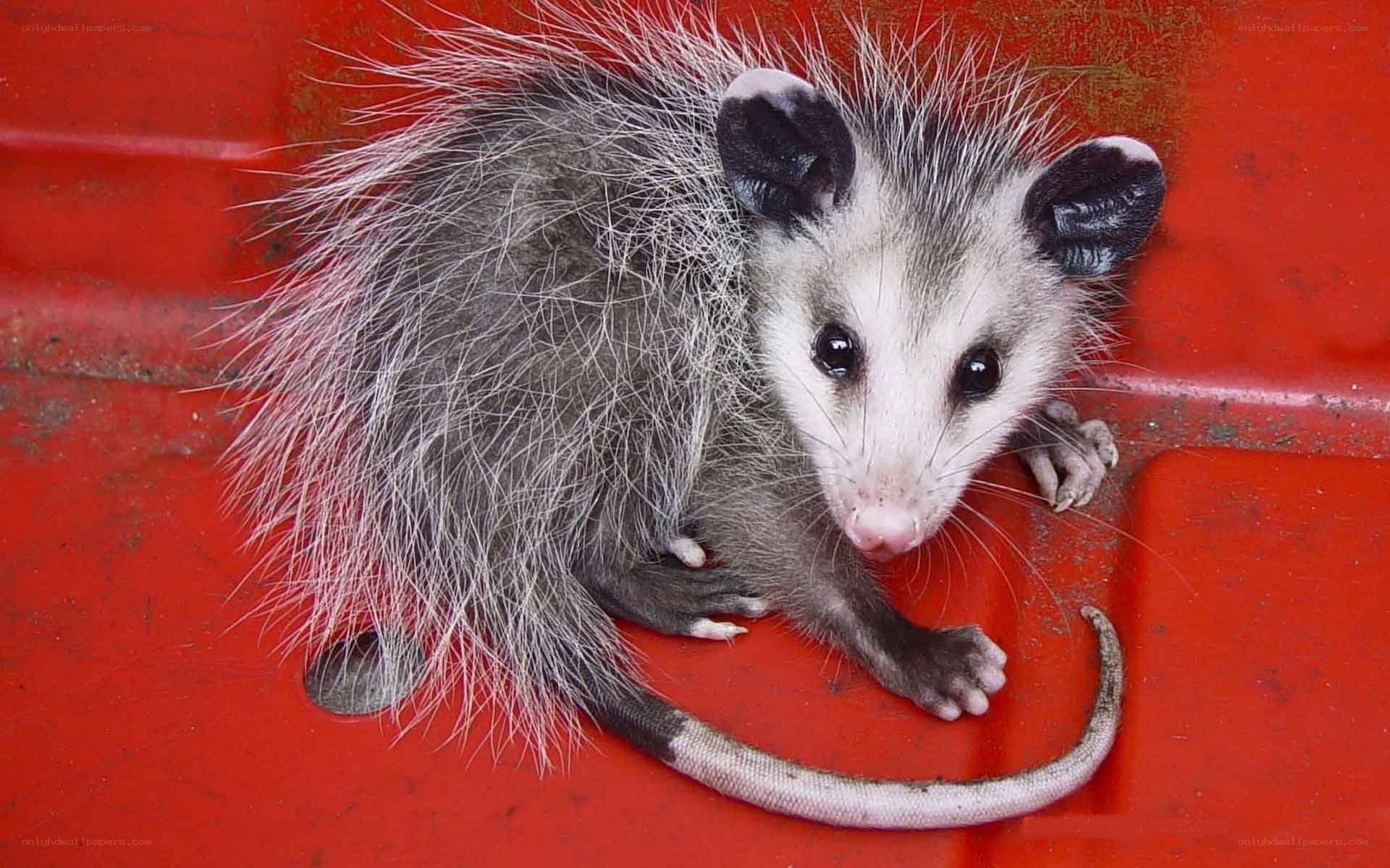 Baby opossum on red surface