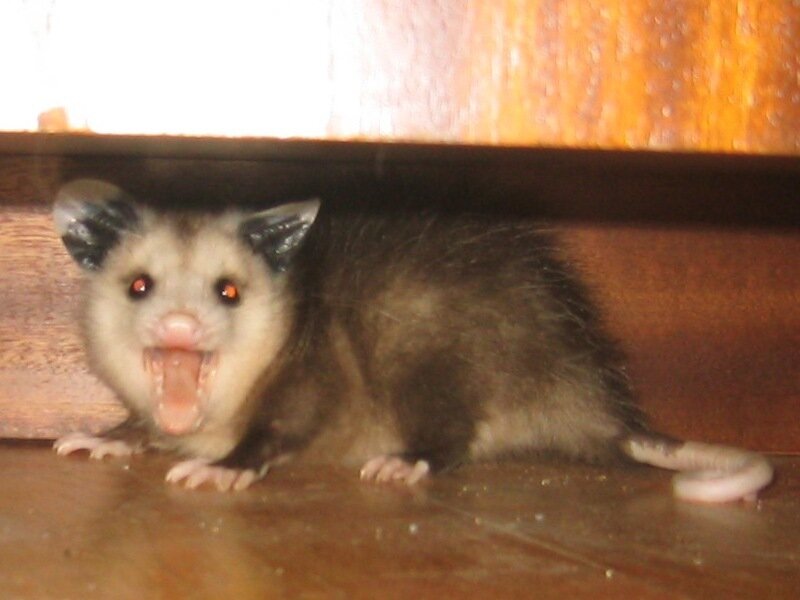 Baby opossum under furniture