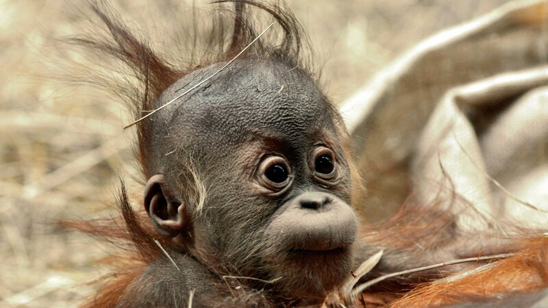 Baby Orangutan — Brown
