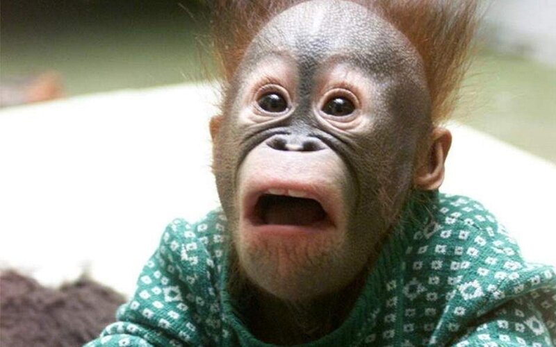 Baby orangutan in a sweater