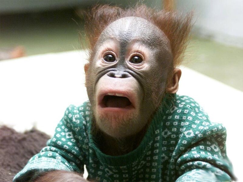 Baby orangutan in a sweater