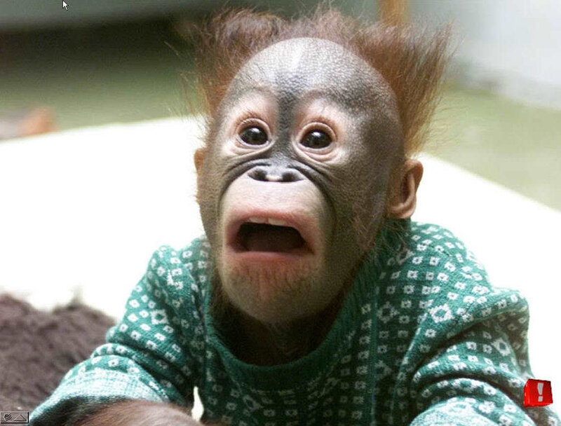 Baby orangutan in a sweater