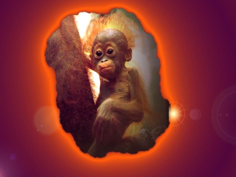 Baby orangutan in glowing frame