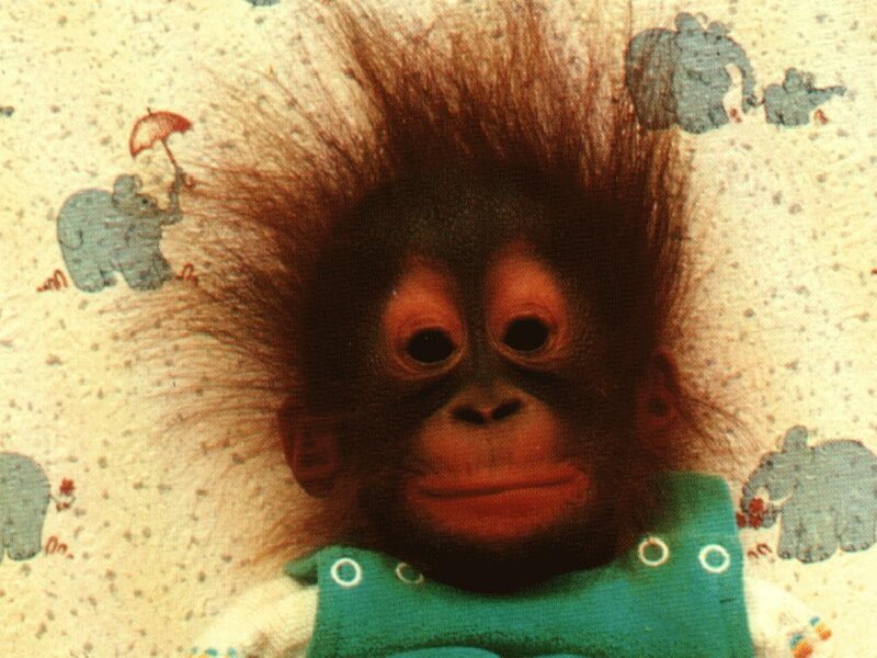Baby orangutan in green vest