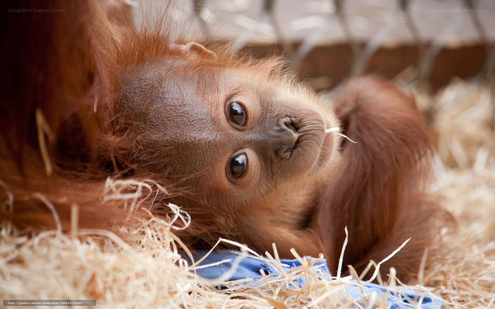 Baby orangutan lying down