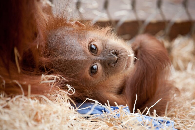 Baby orangutan lying on hay