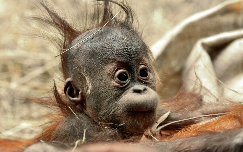 Baby Orangutan
