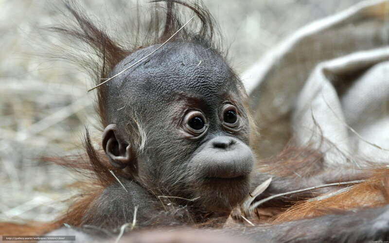 Baby orangutan with spiky hair