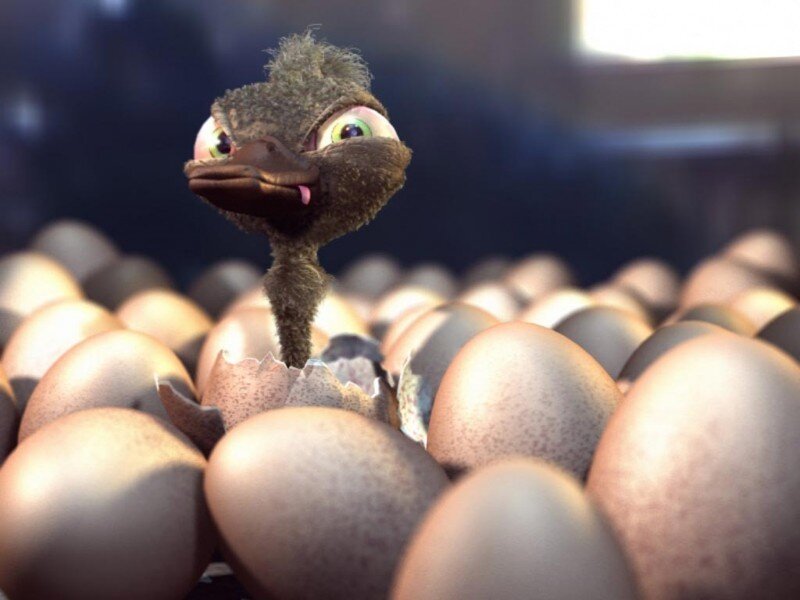 Baby ostrich hatching from egg