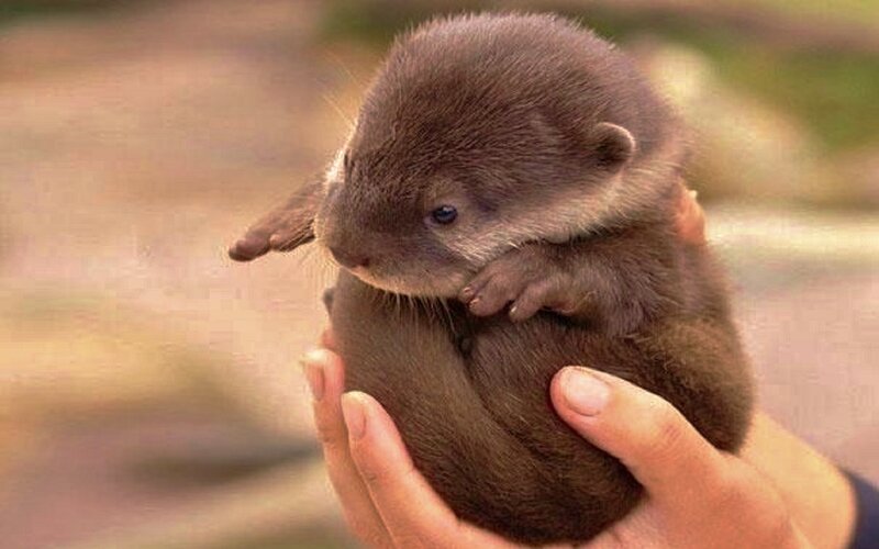 Baby Otter Being Held