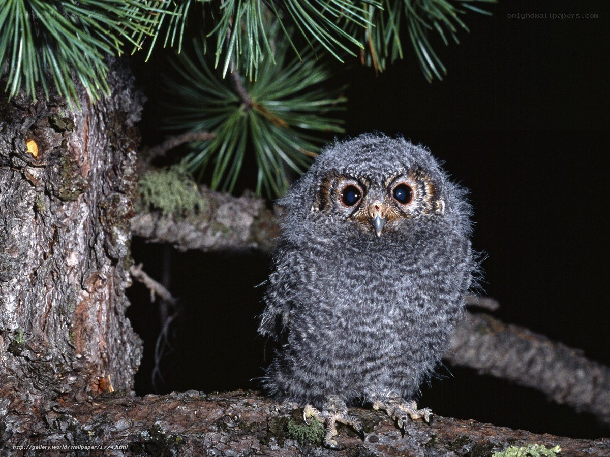 Baby owl on a tree branch