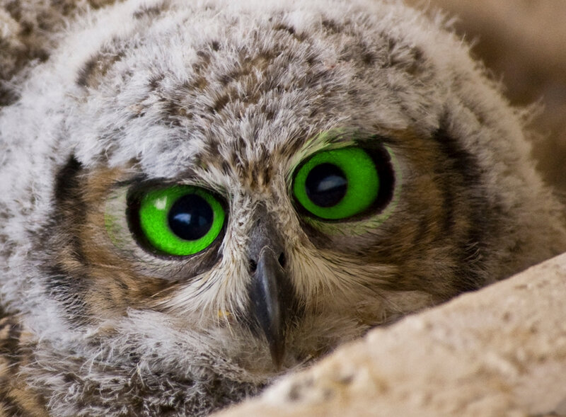 Baby owl with bright green eyes