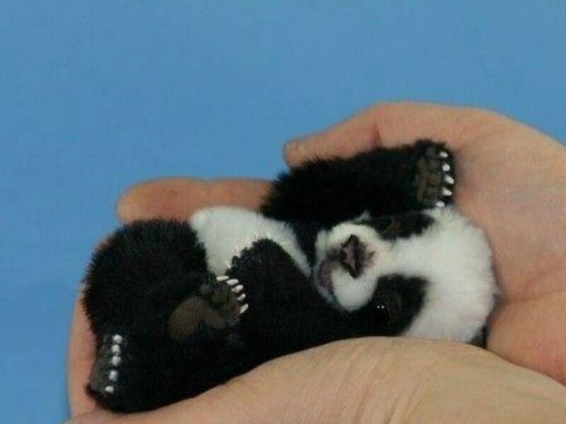 Baby Panda Cub — Black