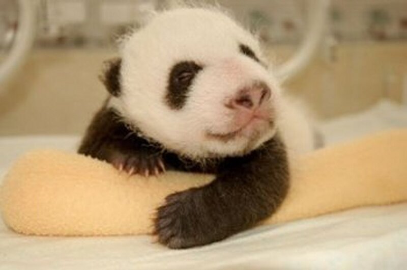 Baby Panda Cub
