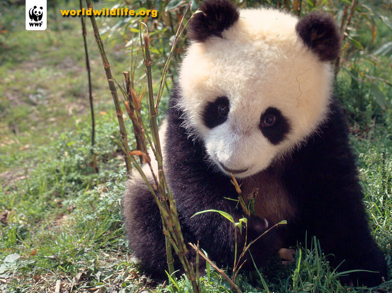 Baby panda eating bamboo