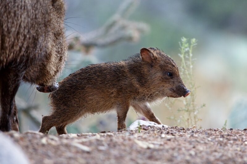 Baby Peccary Walking