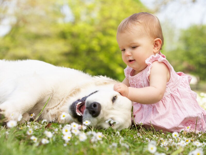 Baby Petting Dog