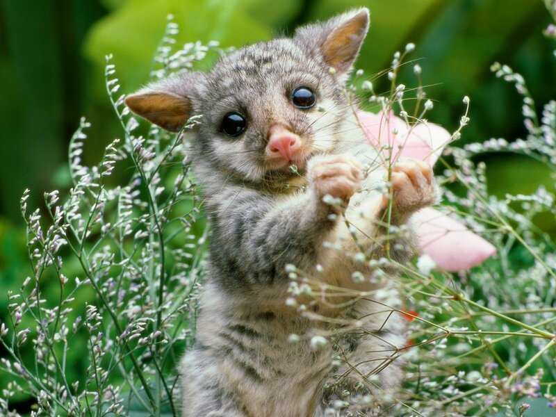 Baby Phalanger in Flowers