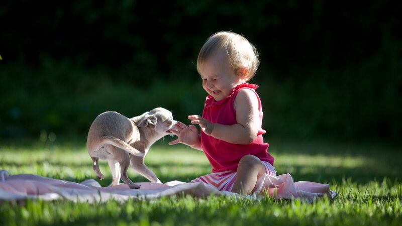 Baby playing with puppy on grass
