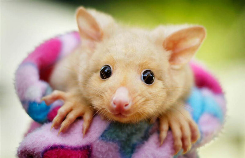 Baby Possum in Blanket