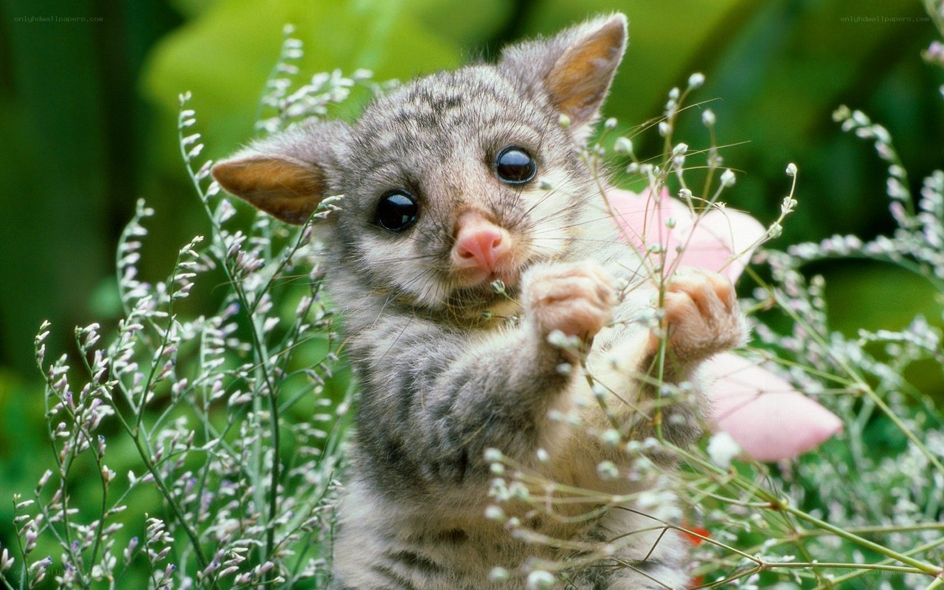 Baby possum in flowers