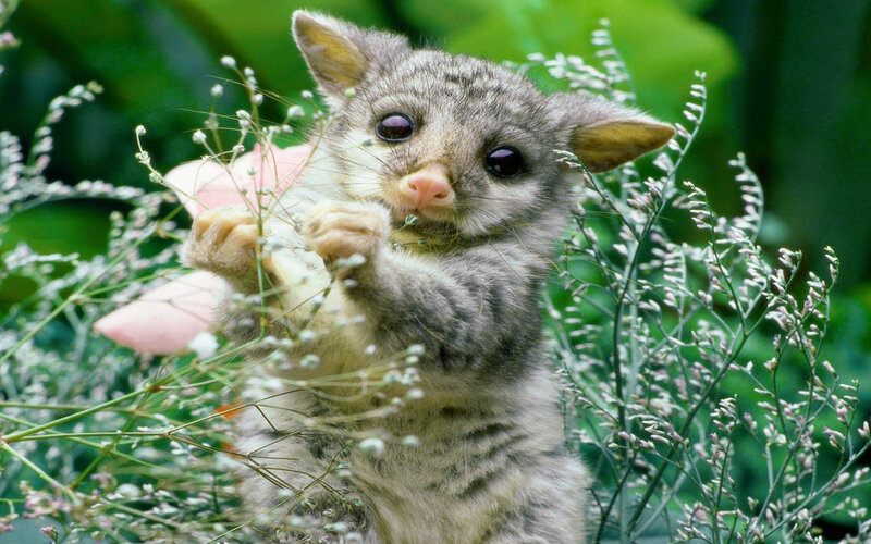 Baby Possum in Flowers — Gray