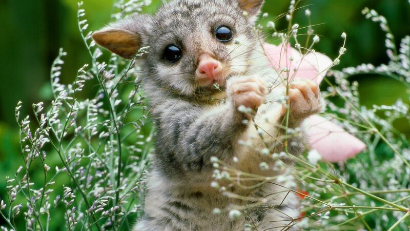 Baby possum in flowers